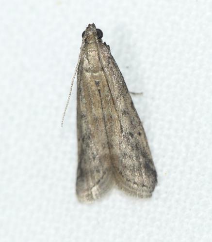 Ephestia woodiella